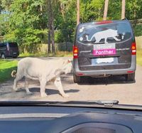 Grauer Löwe zwischen Fahrzeugen GRAUE PANTHER